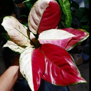 Aglaonema Kimberly Hybrid