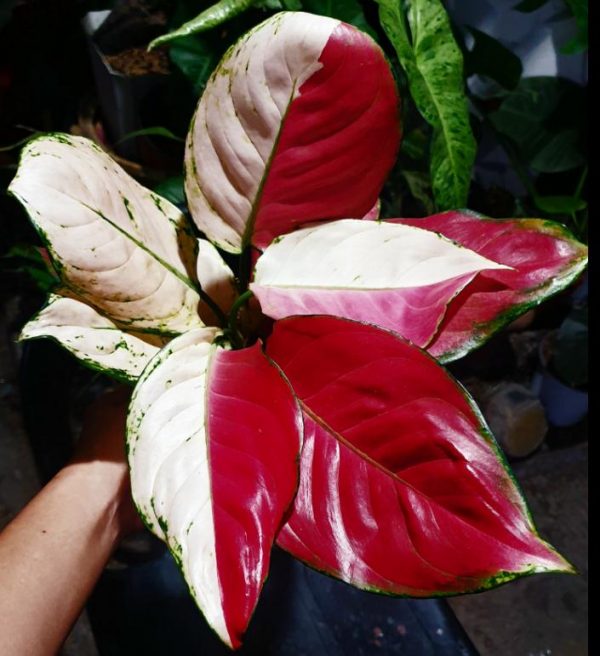 Aglaonema Kimberly Hybrid