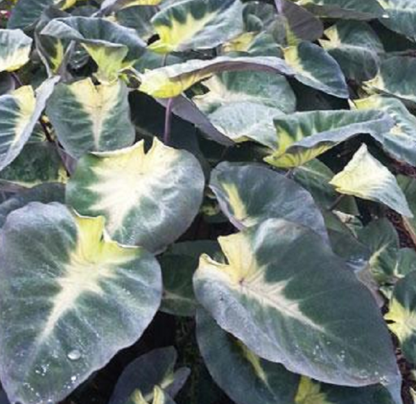 Alocasia Tropical Storm