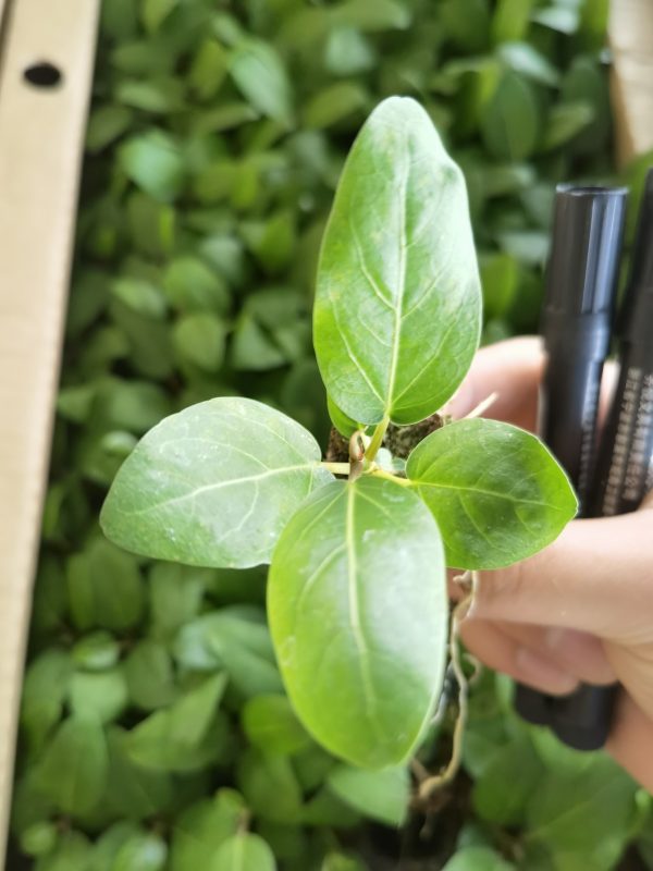 Japanese Ficus