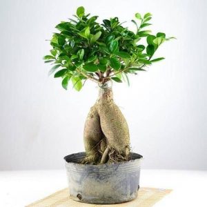 Ginseng Ficus