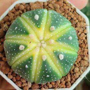 Astrophytum Asterias