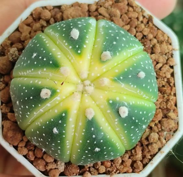 Astrophytum Asterias