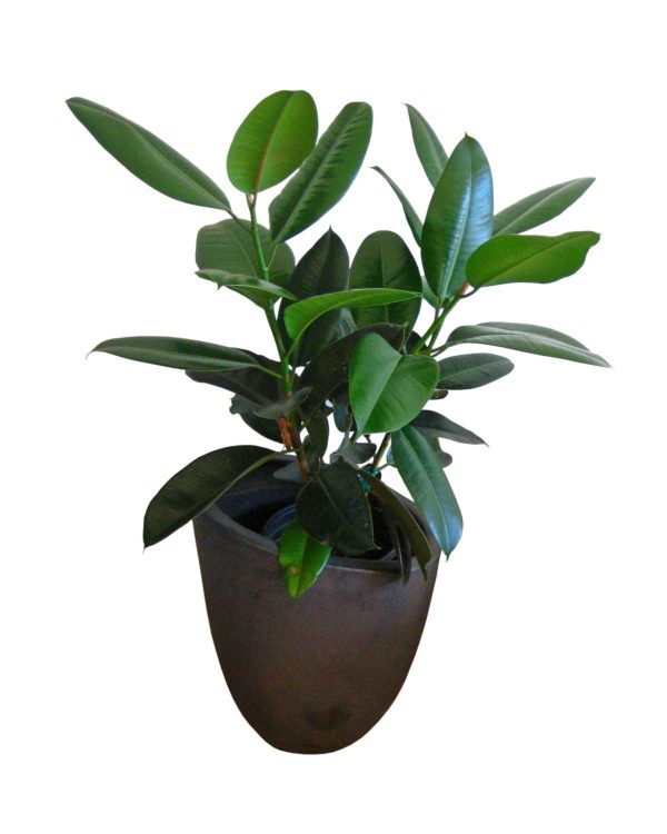 Green Island Ficus