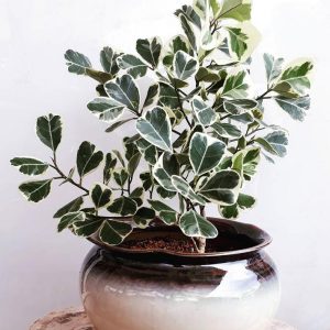 Triangularis Ficus