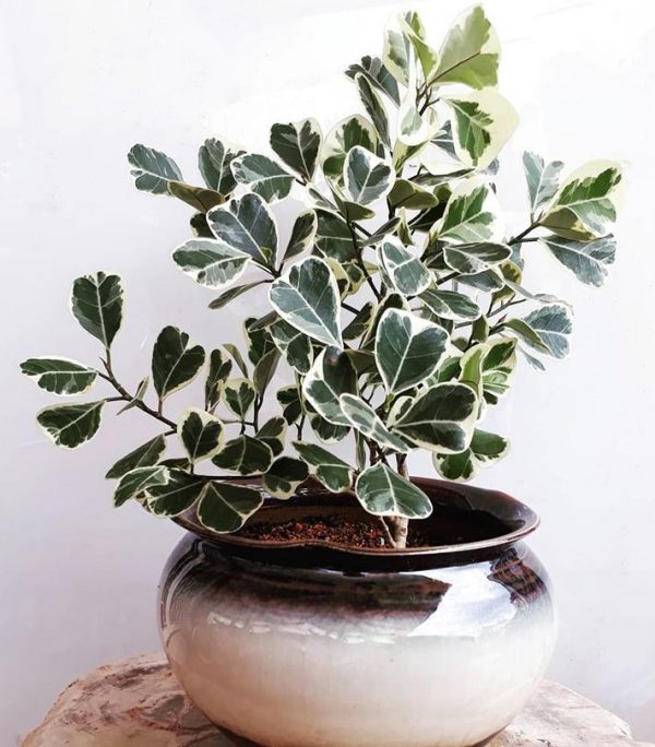 Triangularis Ficus