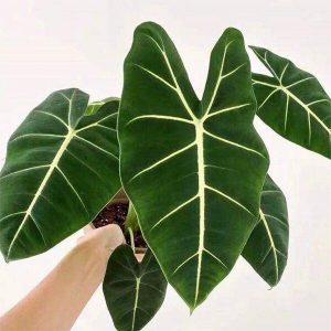 Green velvet alocasia