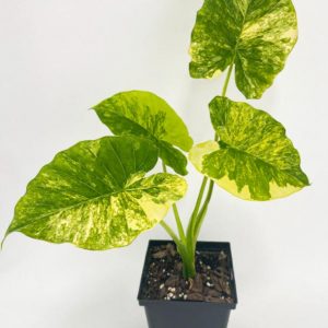 Gageana Aurea Variegated