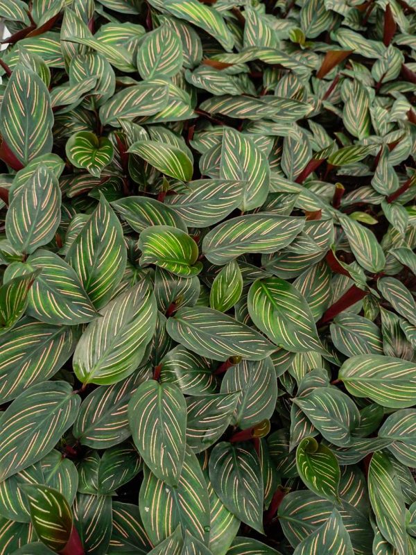 Maranta arundinacea L