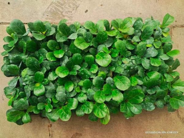 Fiddle Leaf