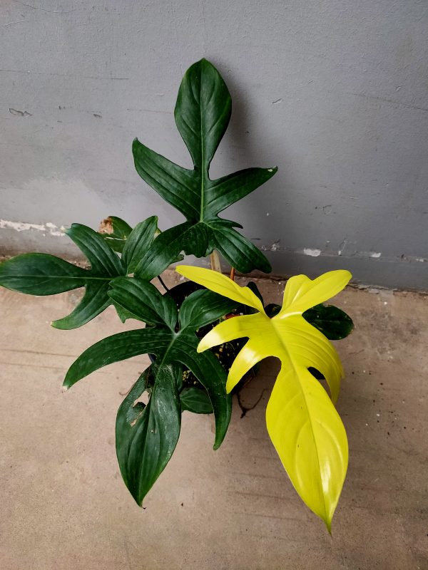 Philodendron Florida Ghost