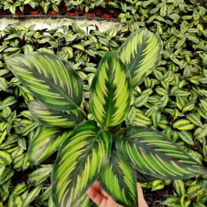 Maranta arundinacea L