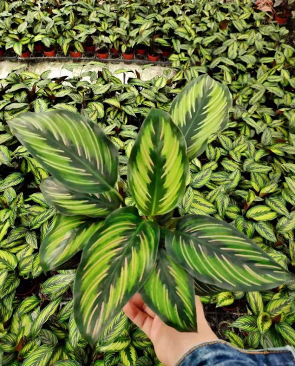 Maranta arundinacea L