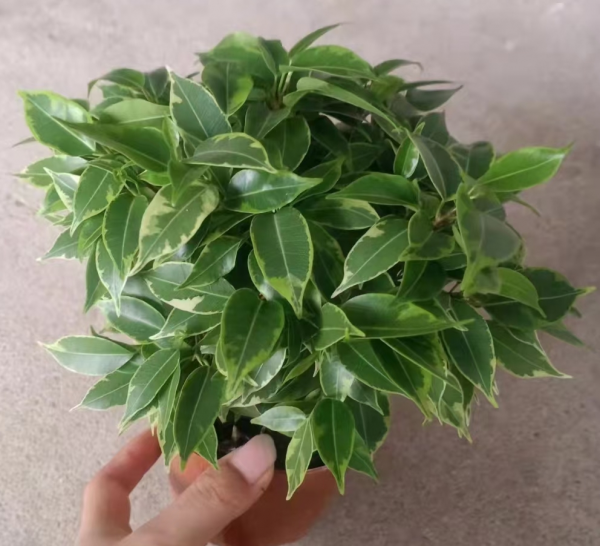 Benjamina Variegata