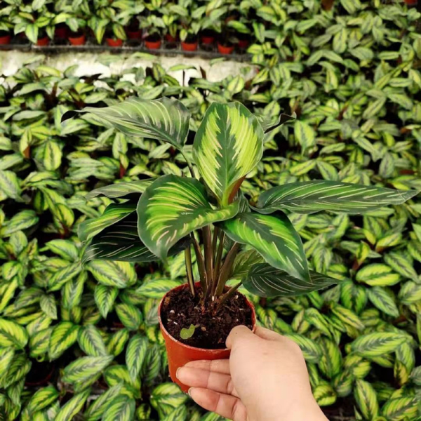 Maranta Arundinacea L