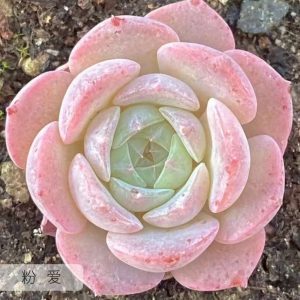 pink succulents