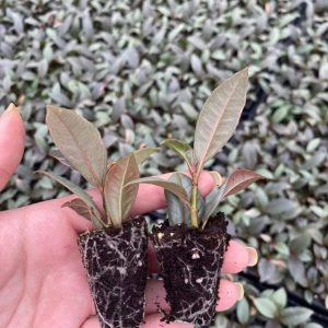 Ficus Elastica Ruby